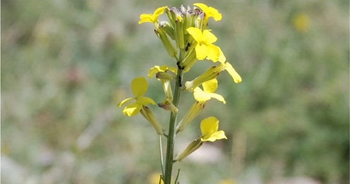 Flor Erysimum mediohispanicum