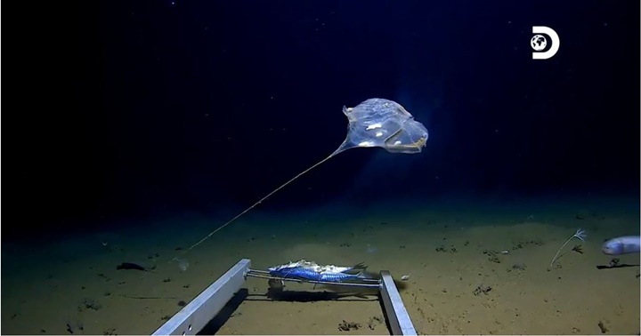 Fosa de las Marianas