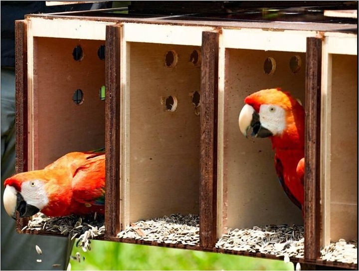 Guacamayas bandera 1