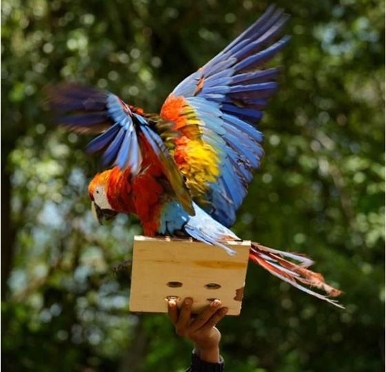 Guacamayas bandera 2