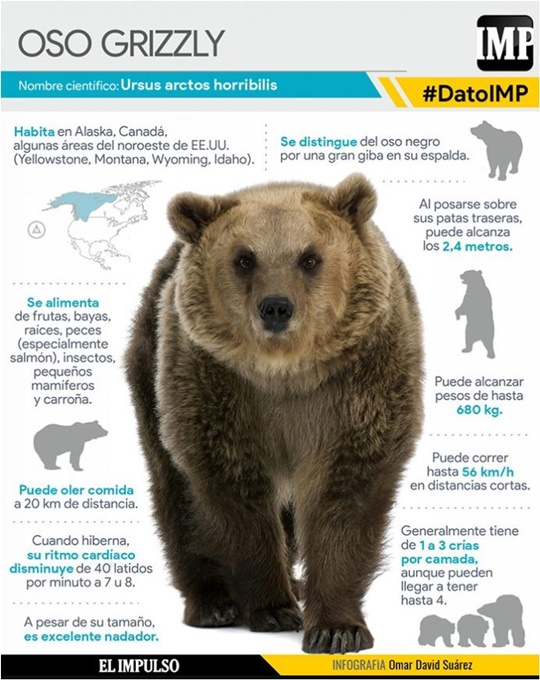 Oso Grizzly 1 Oso Grizzly 1