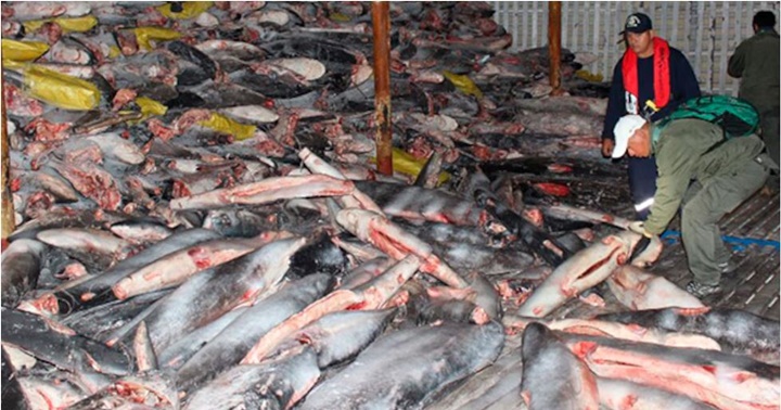 Barco Fu Yuan Yu Leng 999 2017