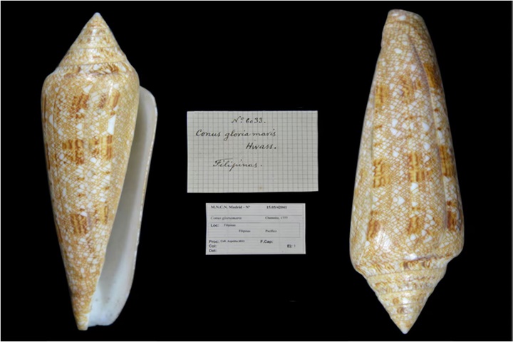 La Conus gloriamaris
