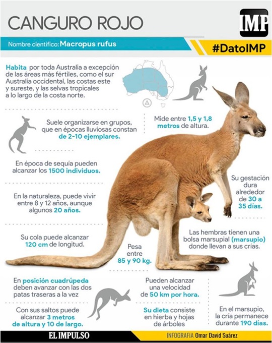 Canguro
