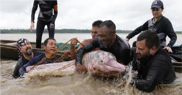 Delfines rosados Amazonas