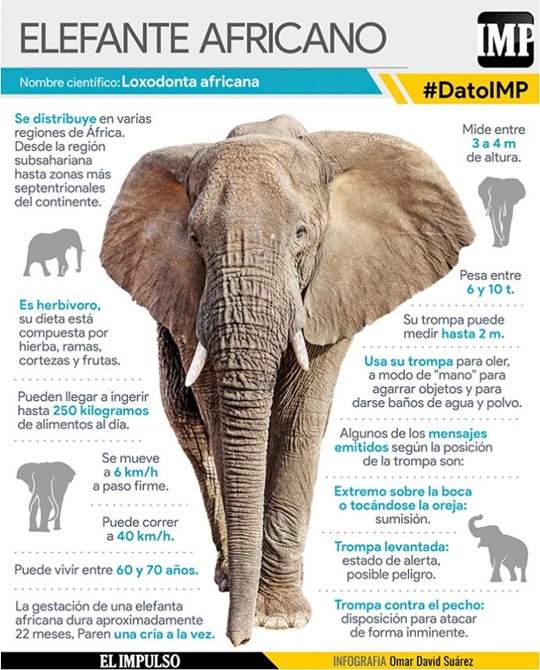 El Elefante africano 1